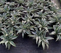 White Bird Dracaena
